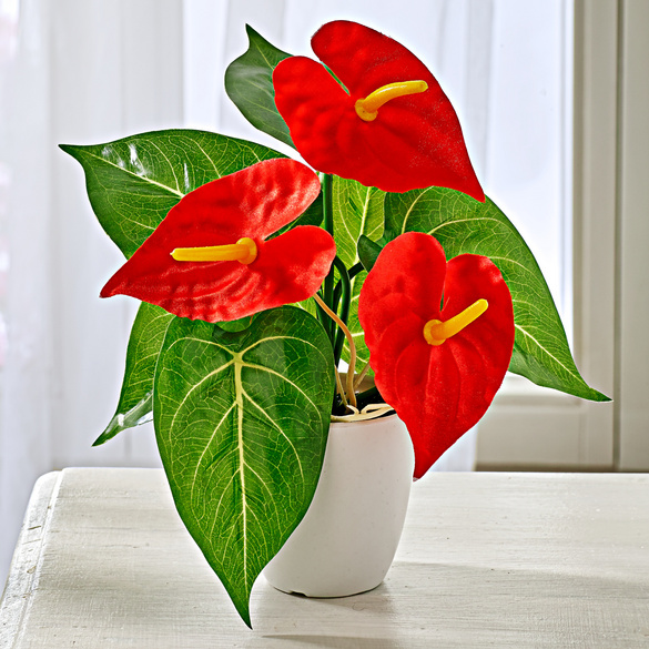 Anthurie im Topf rot, Artikelnummer 4285500