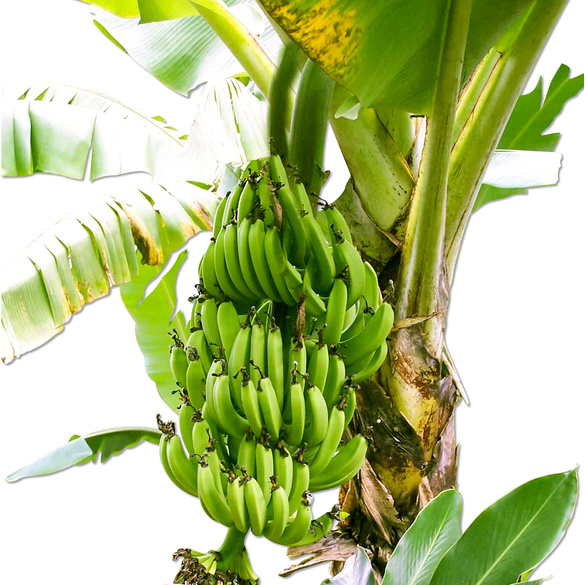 Pflanzset "Bananenpflanze"