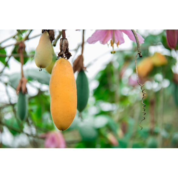 Bananen-Passionsblume (Passiflora Mollissima) Pflanzset