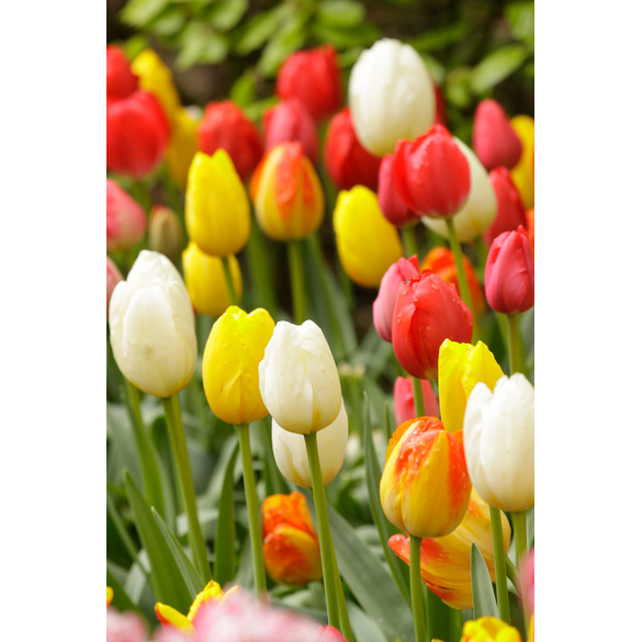 Blumenzwiebeln Tulpen-Mischung "Purpur" 25er-Set