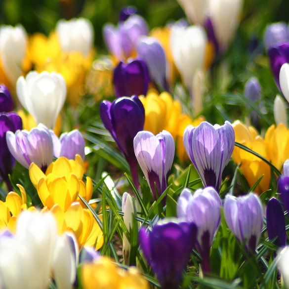 Blumenzwiebeln Krokus-Mischung 40er-Set