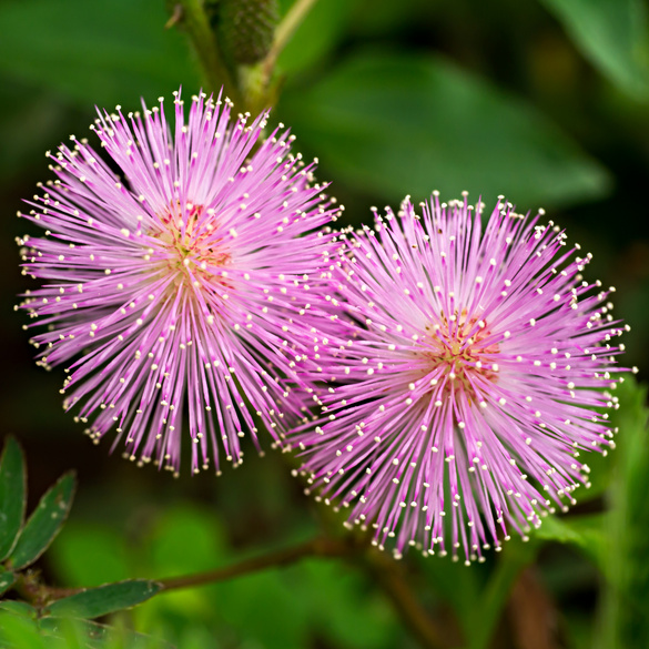 Pflanzset Mimosa pudica fliederfarben Eldo