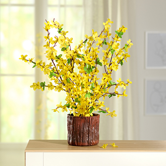 Forsythien im Pflanztopf