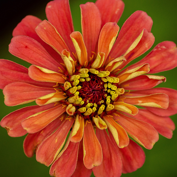 Pflanzset Garten-Zinnien