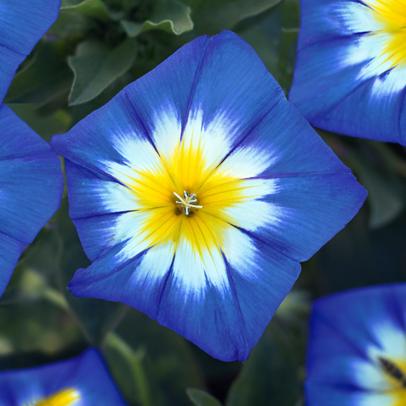 Zaunwinde blau