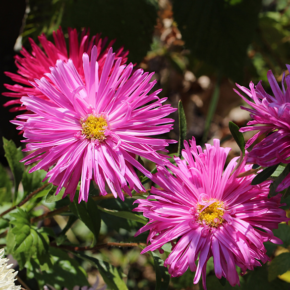 Pflanzset Gefüllte Zinnien