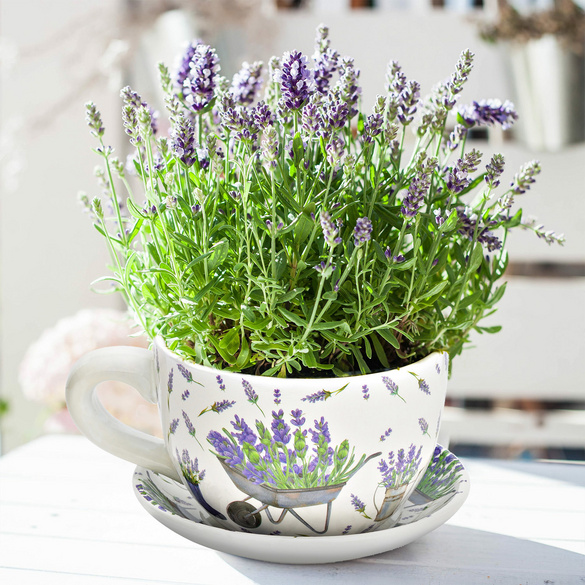 Blumentopf "Tasse Lavendel" aus Keramik