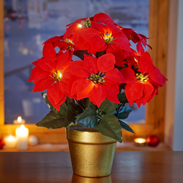LED-Christstern im Topf