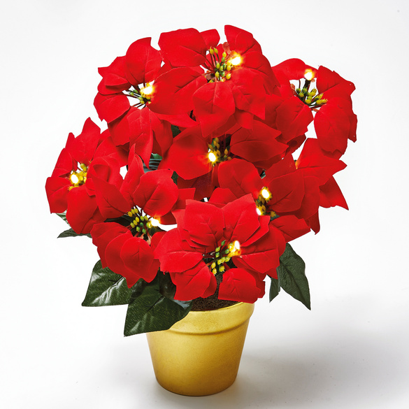 LED-Christstern im Topf