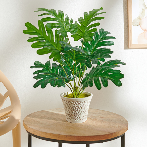 Monstera-Palme im Topf