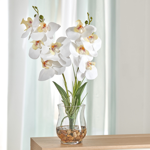 Orchidee im Glas