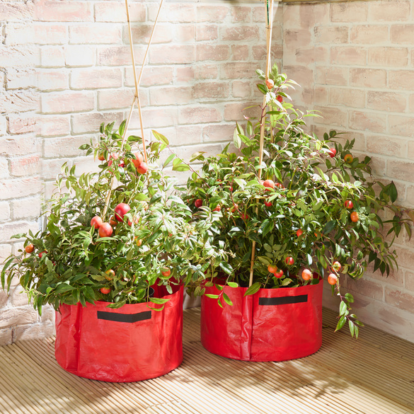 Tomaten-Pflanzgefäße 2er-Set