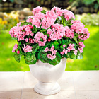 Geranien-Bouquet pink