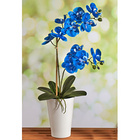 Blaue Orchidee
