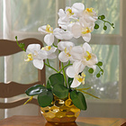 Topfpflanze "Orchidee"