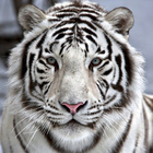 Tiger-Salbe