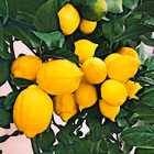 Pflanzset Zitronenbaum