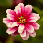 Pflanzset Garten-Zinnien