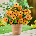 Kunstblumenstrauß Kap-Margeriten