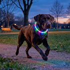 Leuchthalsband für Hunde